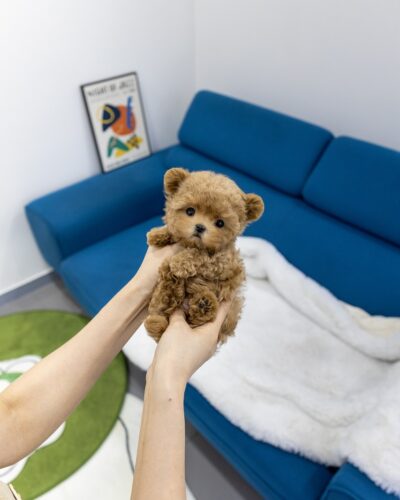 파란 소파 앞에서 두 손에 들려있는 애프리 말티푸