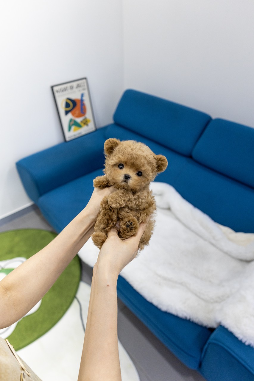 파란 소파 앞에서 두 손에 들려있는 애프리 말티푸
