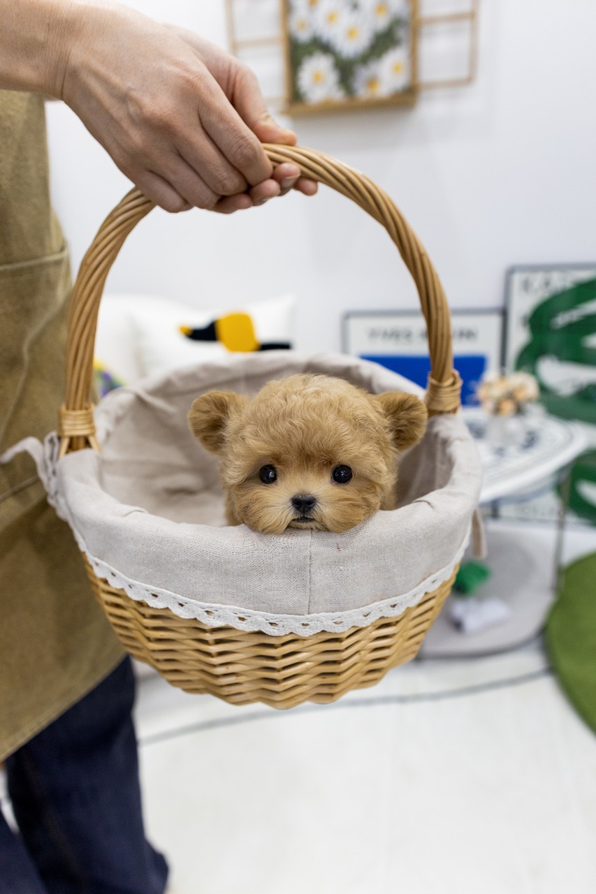 사람이 들고 있는 왕골 바구니 속에 앉아있는 애프리 말티푸