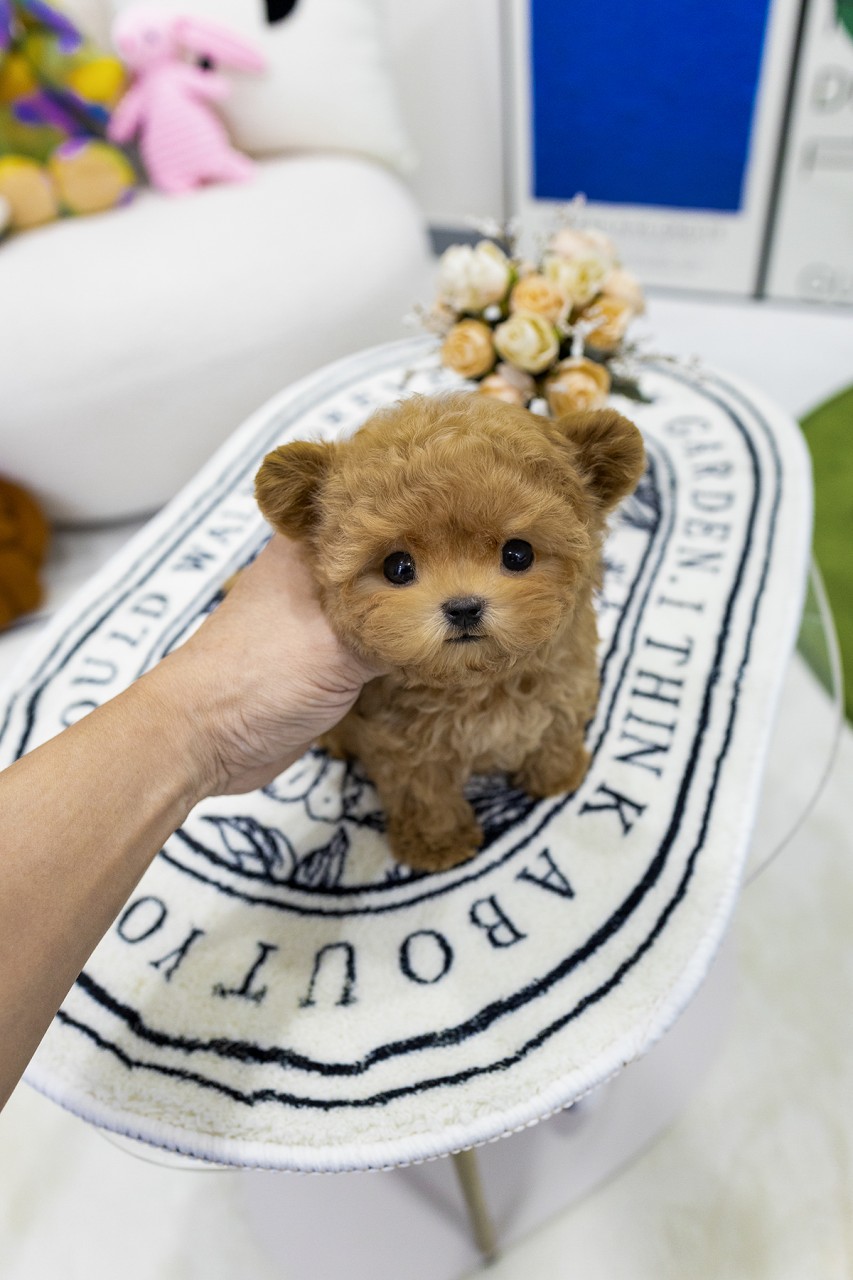 러그 위에서 사람 손길을 받고 있는 애프리 말티푸