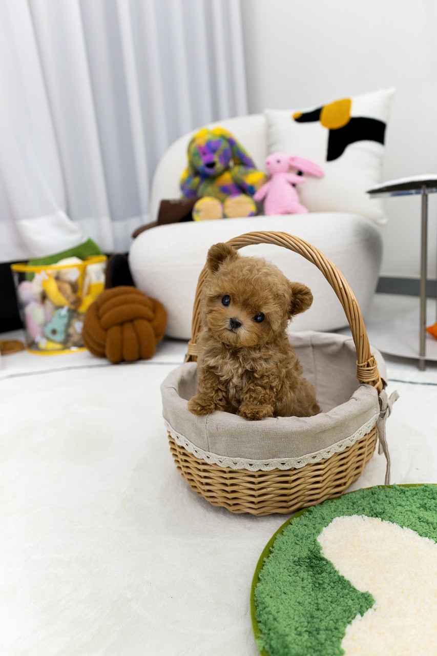 왕골 바구니 안에 얌전히 앉아있는 애프리 말티푸