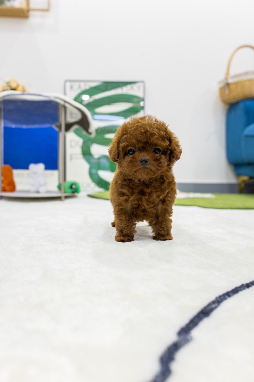 하얀 카펫 위에 서서 정면을 보는 레드푸들