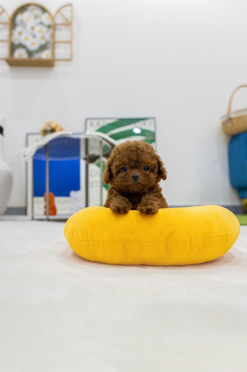 노란색 쿠션에 앞발을 올리고 쳐다보는 레드푸들