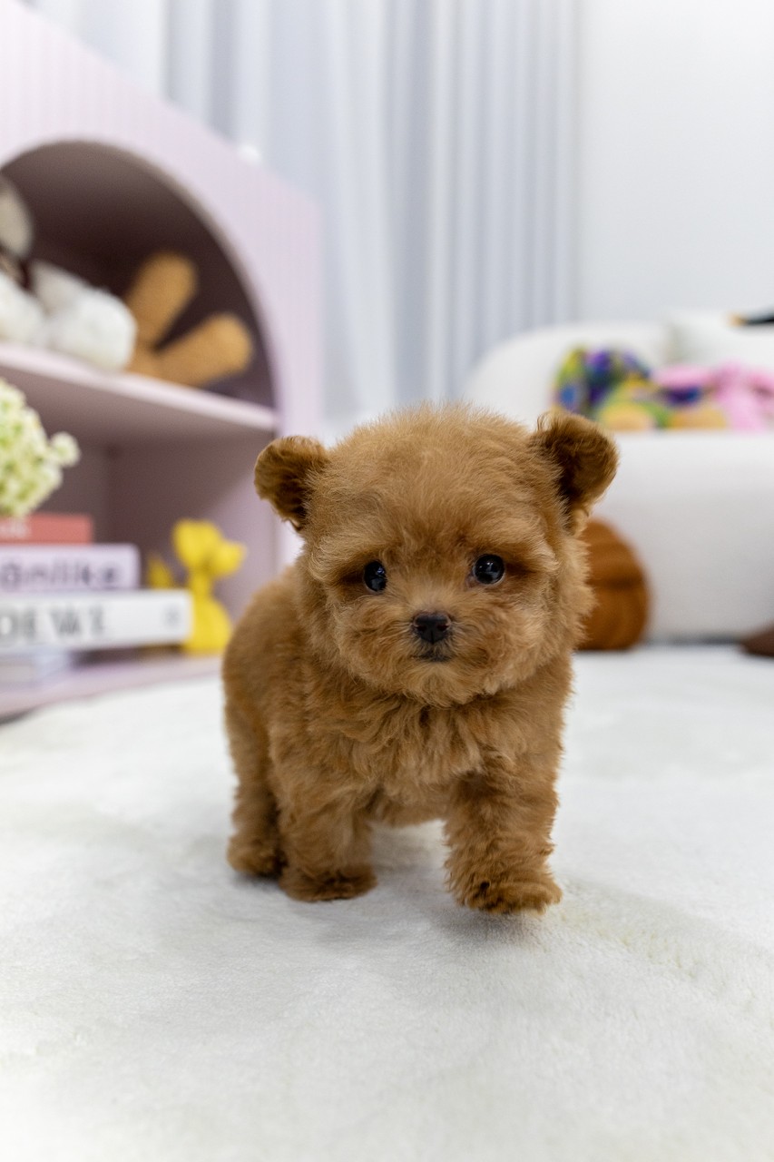 곰돌이 귀를 하고 하얀 러그 위를 걷는 애프리 푸들