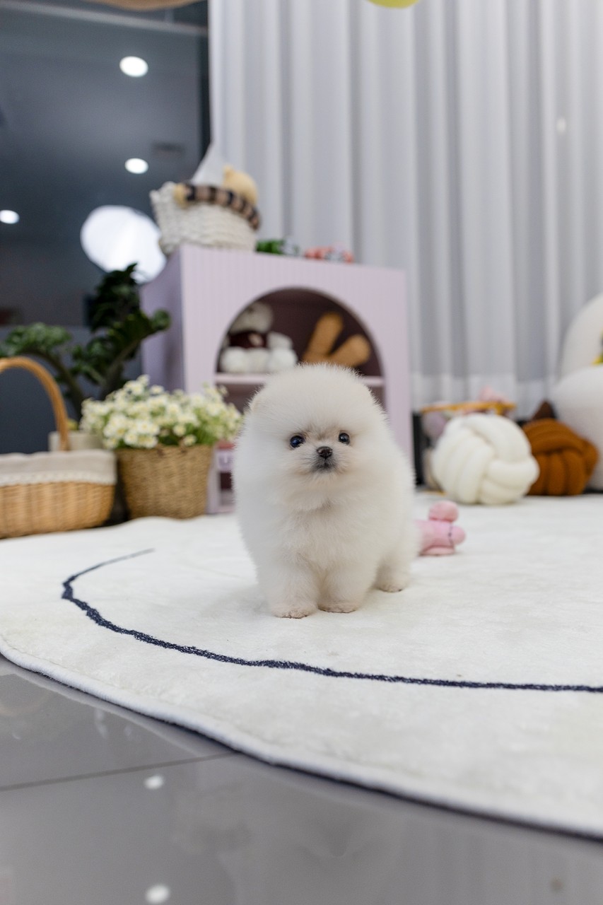 하얀 러그 위에 서있는 아기 화이트 포메라니안
