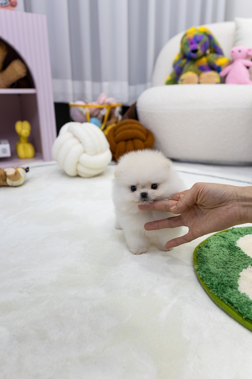 사람 손이 턱을 만지고 있는 화이트 포메라니안