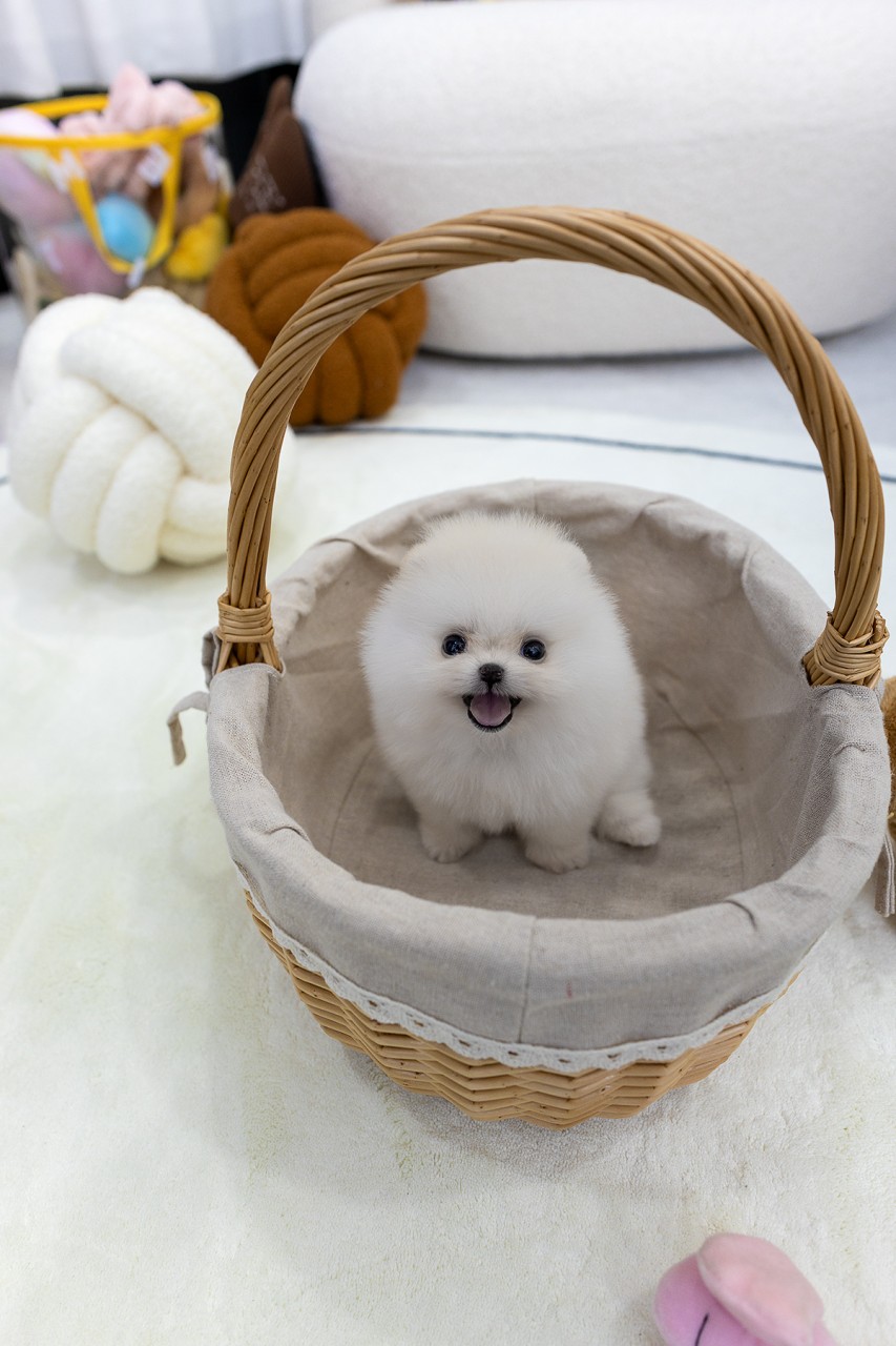 왕골 바구니 속에 앉아 웃고 있는 화이트 포메라니안