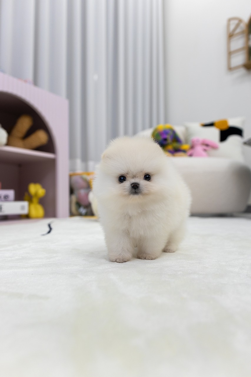 하얀 카펫 위에 얌전히 서있는 화이트 포메라니안