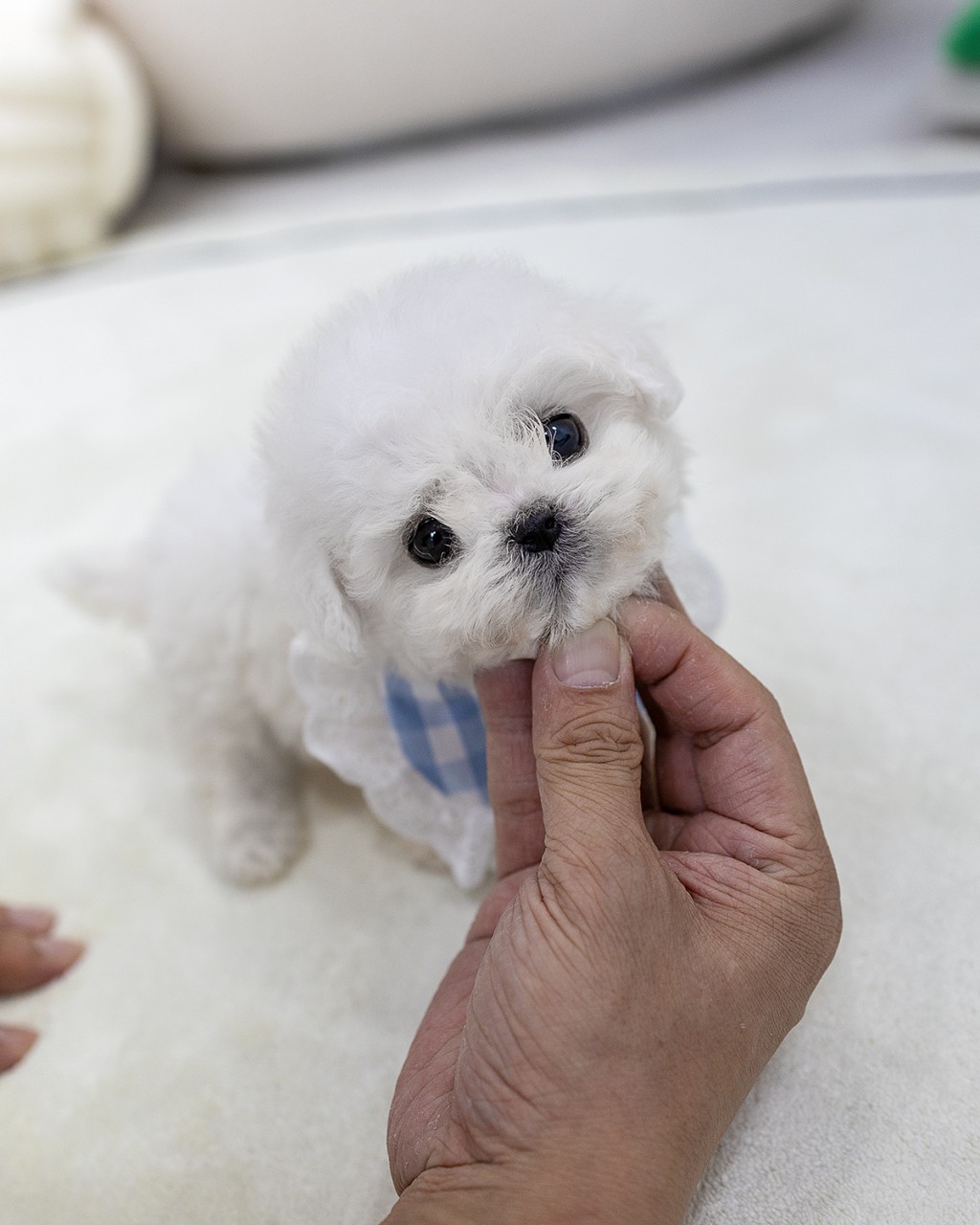 미니비숑분양 고양시 2개월령 티컵 비숑프리제 강아지 얼굴 클로즈업