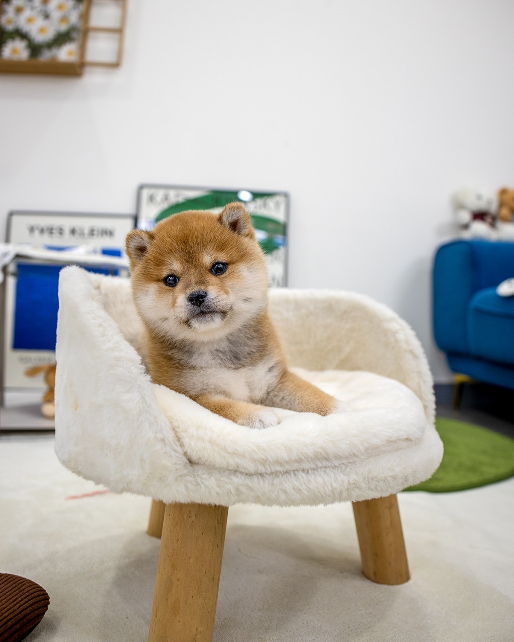 시바견분양 적갈색 시바이누 여아 2개월 푹신한 의자에 앉아 고개 갸우뚱하며 카메라 응시하는 모습
