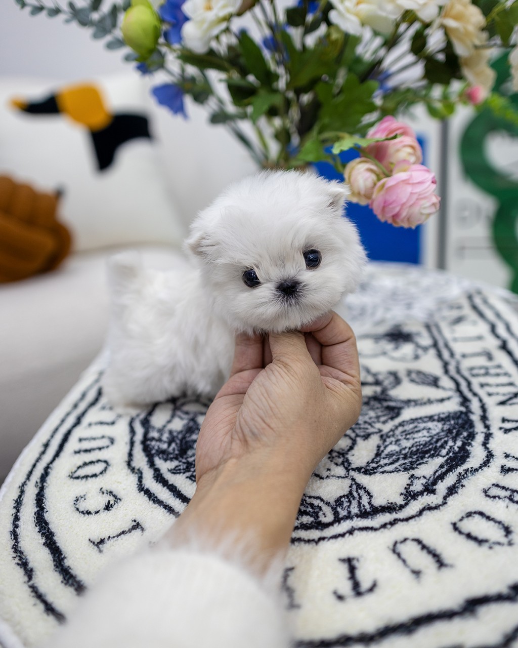 일산강아지분양 2개월 말티즈분양 순백색 티컵 말티즈 강아지를 손으로 받쳐든 모습