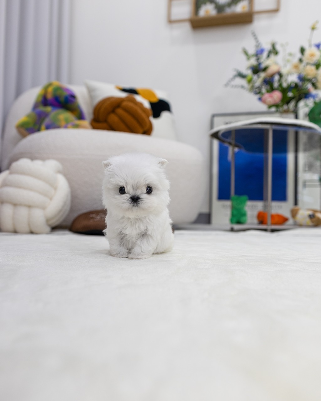 말티즈분양 일산 2개월령 초소형 흰색 말티즈 강아지 전신 사진