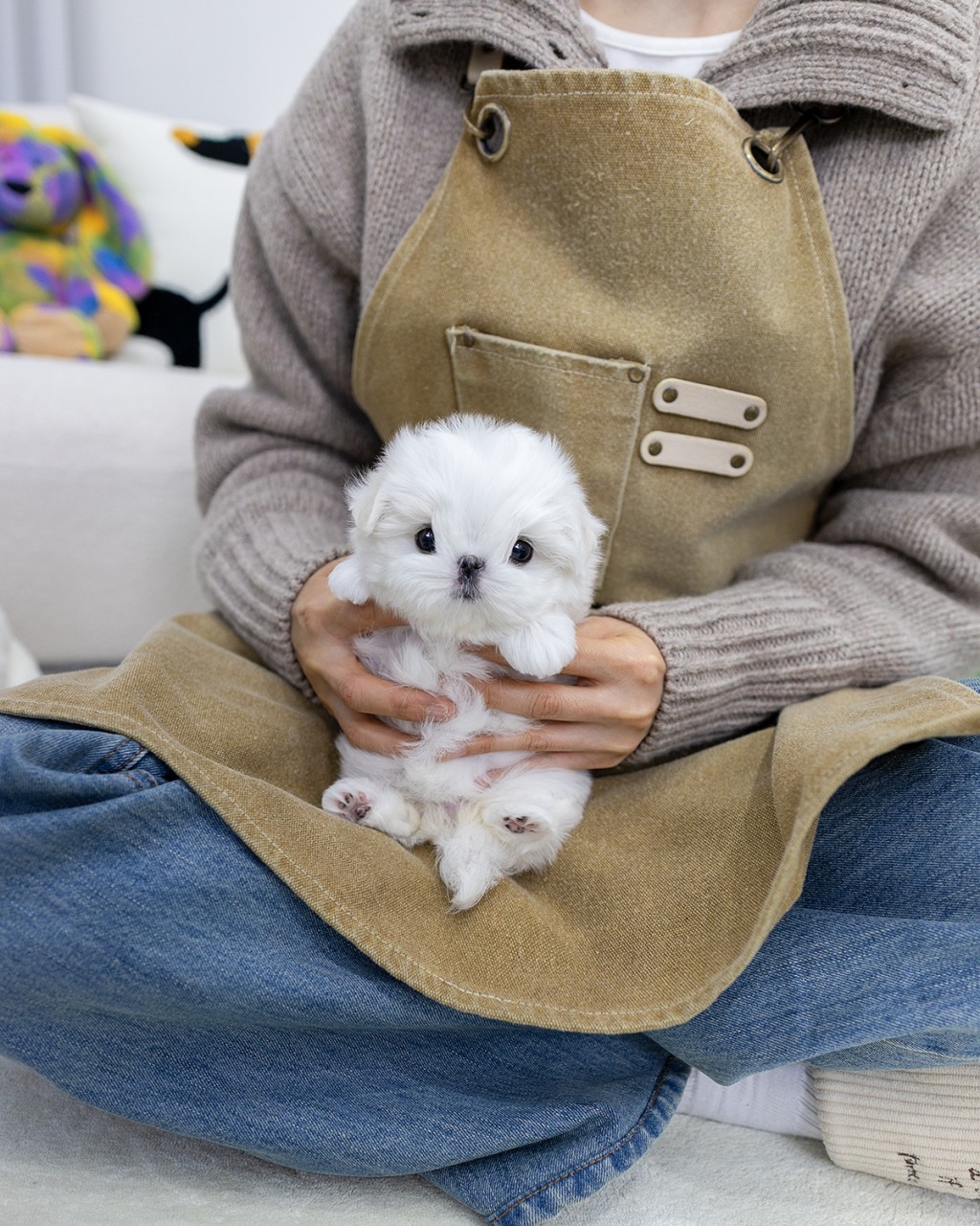 산강아지분양 순백 말티즈 여아 2개월 품에 안겨 분홍색 발바닥 패드를 보여주는 모습