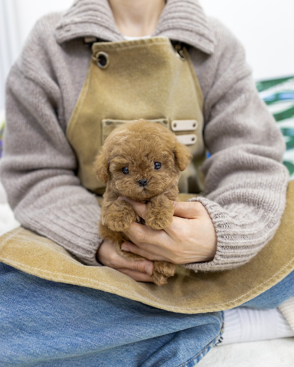 고양시 말티푸 분양 여아 강아지가 사람 두 손에 폭 안겨 카메라를 바라보는 모습