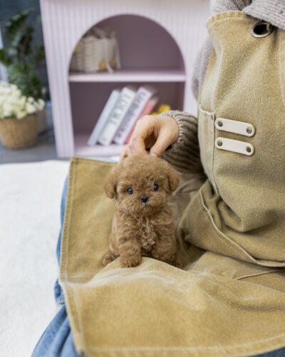고양시강아지분양 레드 브라운 말티푸 여아 2개월 앞치마 위에서 머리 쓰다듬 받는 모습