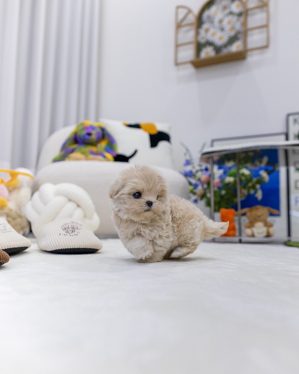 일산 말티푸 분양 남아 강아지가 장난감 사이에서 탐색하며 걸어가는 뒷모습