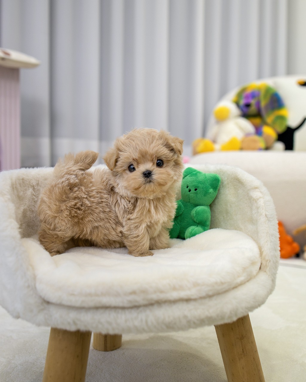 파주강아지분양 크림 말티푸 여아 2개월 푹신한 의자 위에서 인형과 함께 앉아 있는 모습