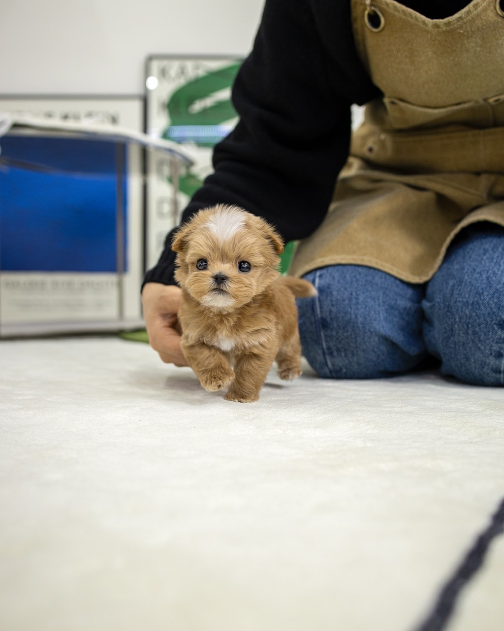일산강아지분양 생후 2개월 아프리코트 말티푸 남아가 첫 걸음마를 시도하며 카메라를 응시하는 모습