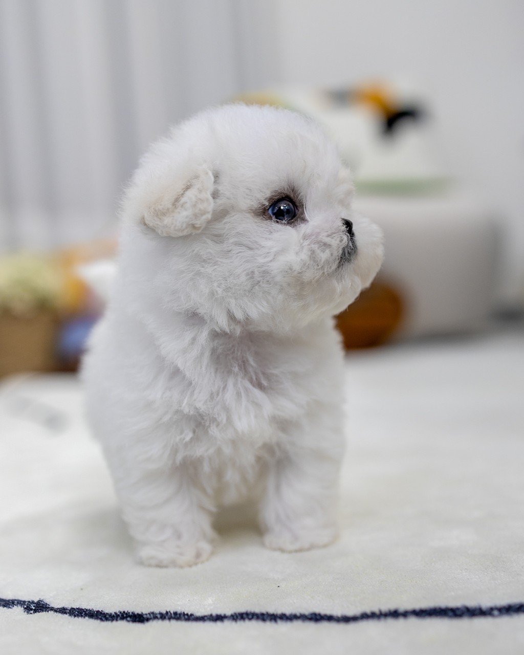 멍앤픽 파주강아지분양 미니비숑 여아 2개월령 측면 앉은 모습