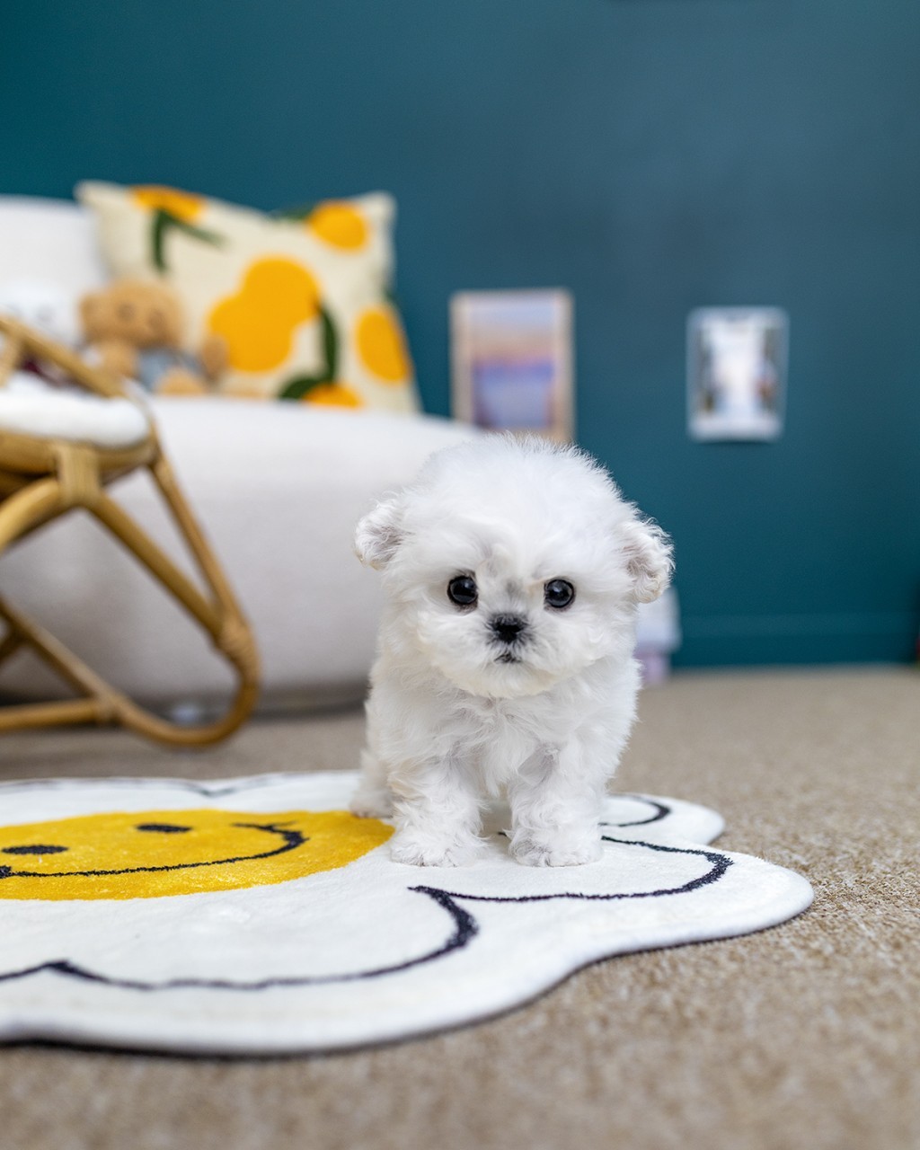 고양시강아지분양 멍앤픽 미니비숑 2개월 남아가 노란 스마일 러그 위에서 순백의 털을 뽐내며 정면을 바라보는 모습