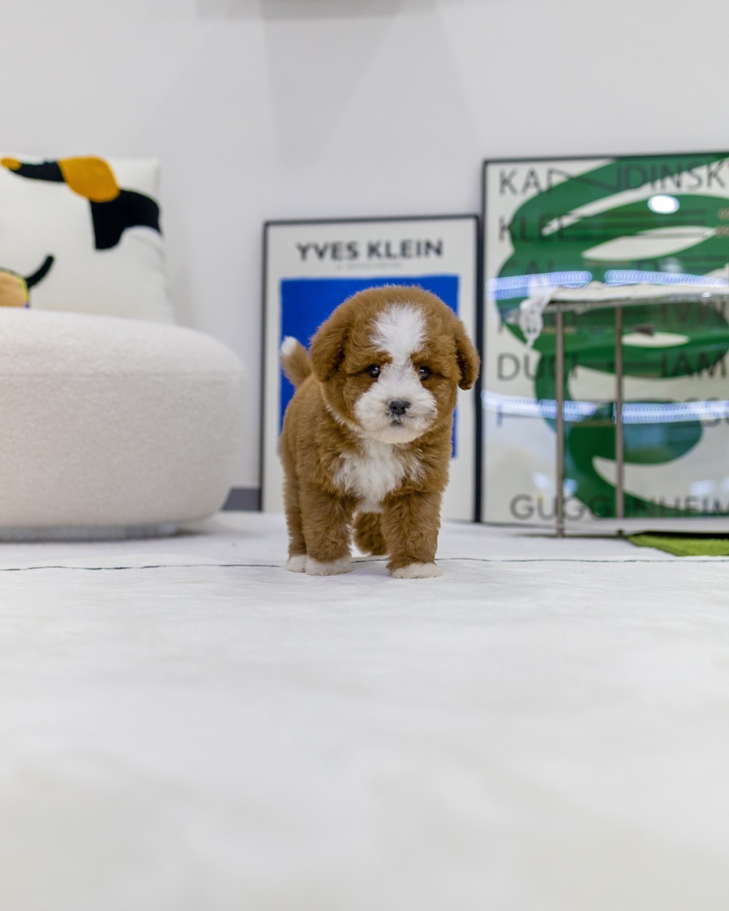 골든두들분양 멍앤픽 건강한 남아 분양