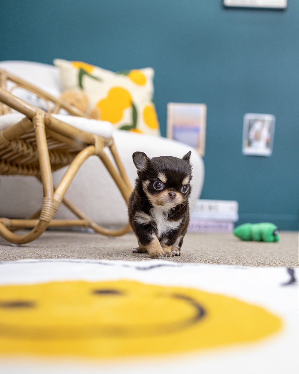 일산강아지분양 멍앤픽 초코탄 장모 치와와 2개월 남아가 노란 스마일 러그 앞 라탄 소파 옆에서 정면을 바라보는 모습