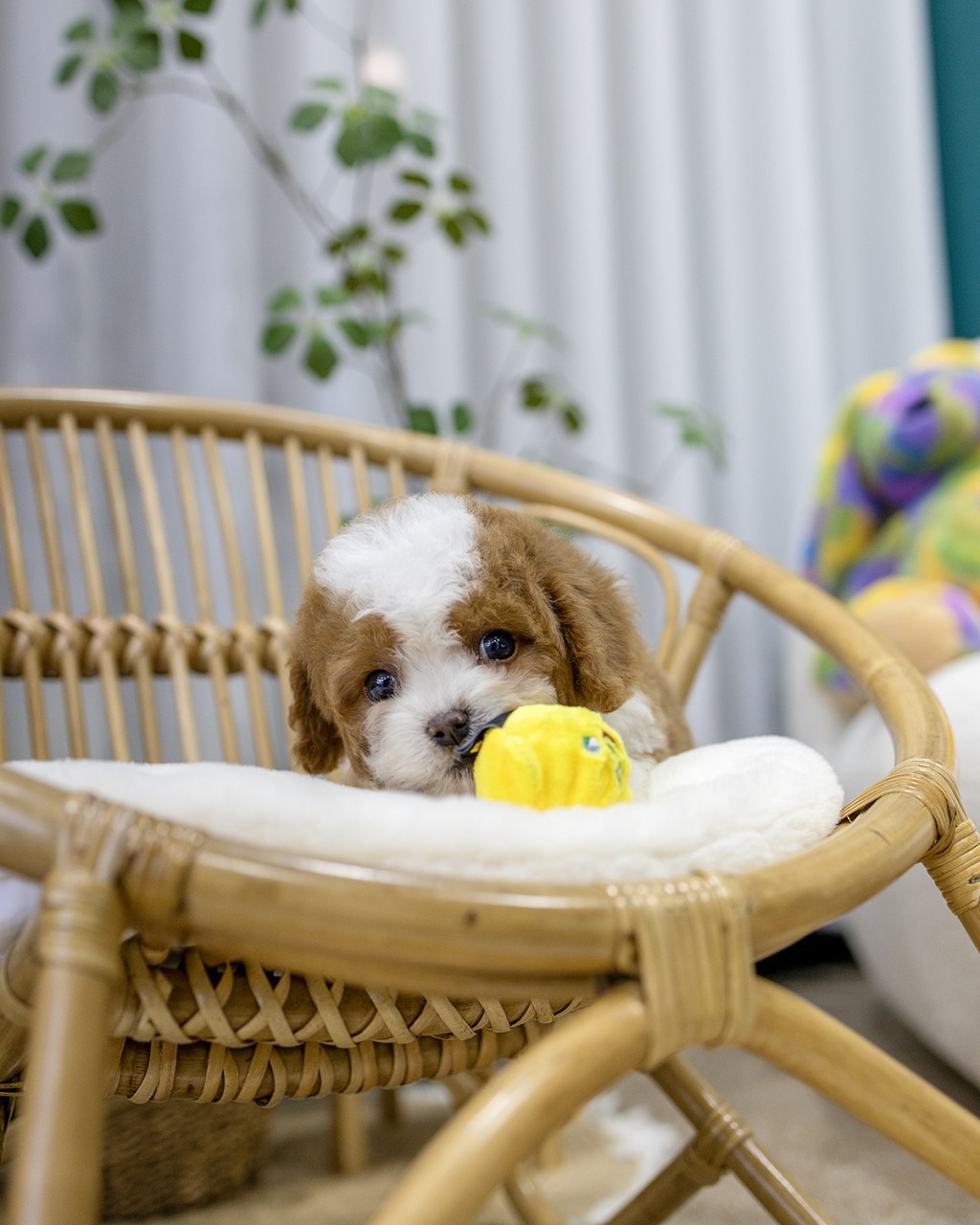 미니골든두들분양 멍앤픽 파티컬러 여아가 라탄 의자에서 노란 병아리 장난감을 입에 물고 호기심 가득한 표정을 짓는 모습