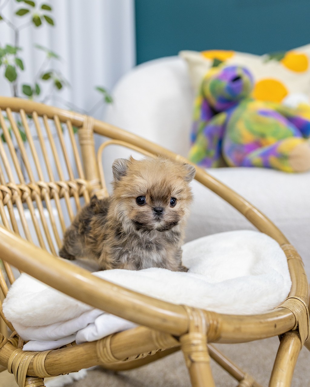 일산강아지분양 멍앤픽 세이블 몰키 2개월 여아가 라탄 의자 위 하얀 쿠션에서 고개를 갸웃하며 카메라를 바라보는 모습