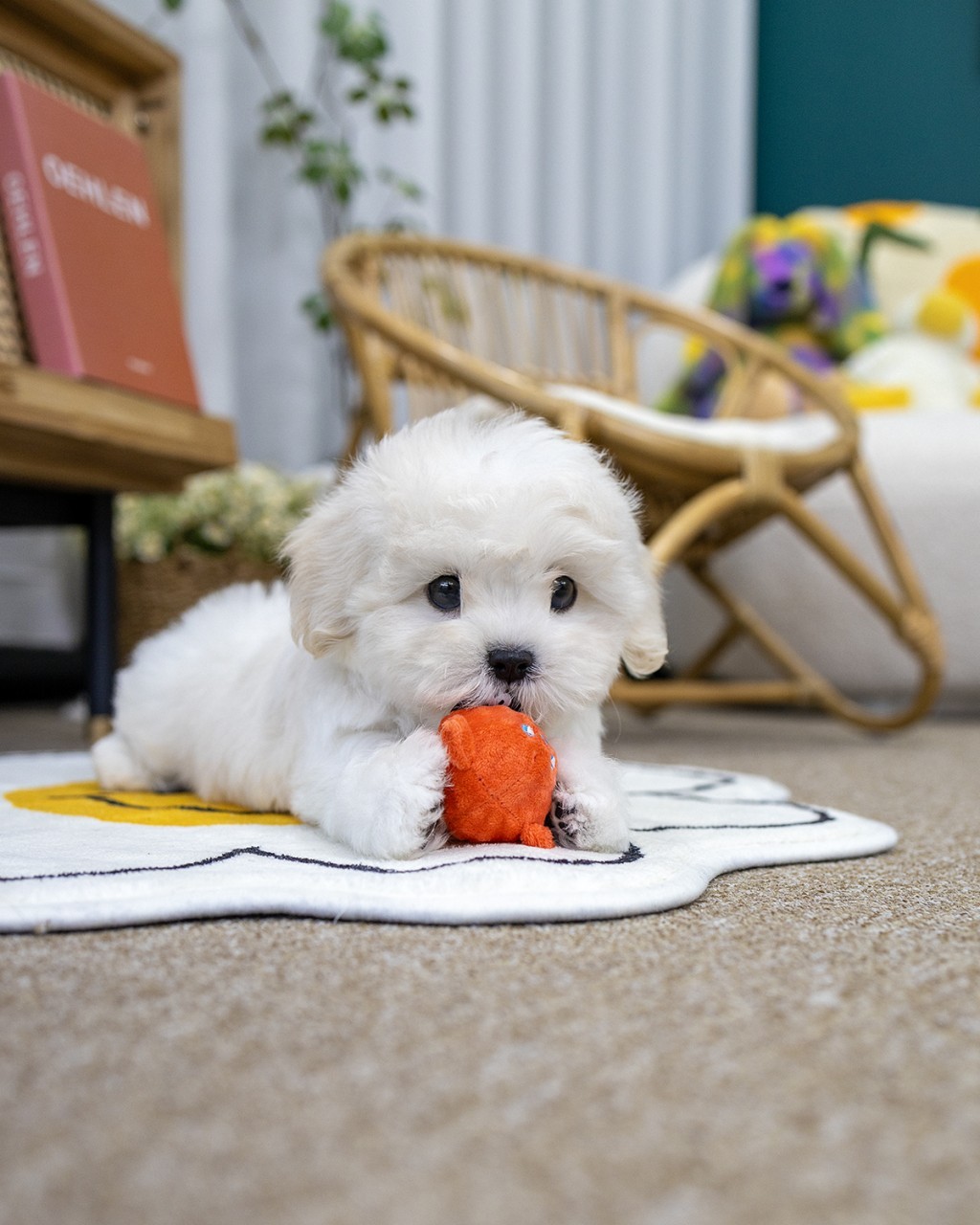 멍앤픽 꼬똥드툴레아분양 여아 주황색 당근 장난감 물고 노는 사랑스러운 강아지