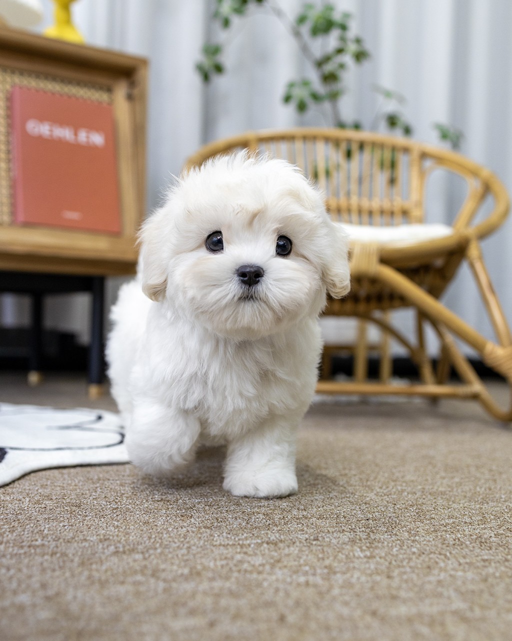 꼬숑분양 멍앤픽 순백색 꼬똥드툴레아 2개월 여아 앉아있는 정면 모습