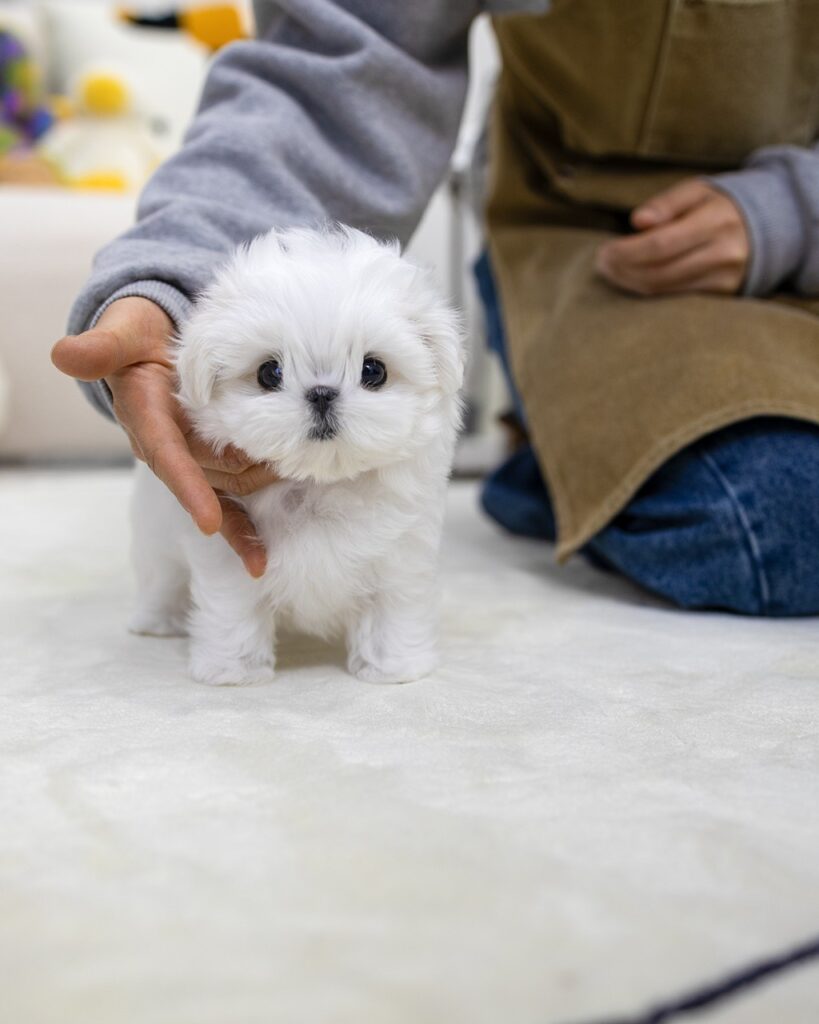 강아지분양 책임비와 결제 내역을 확인하는 손님 앞의 아기
