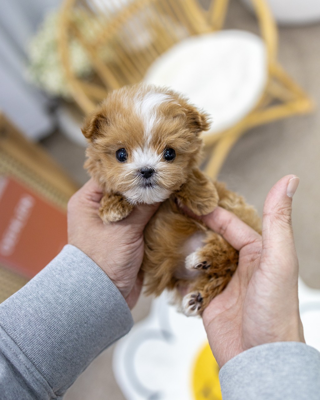 멍앤픽 파주강아지분양 크림 말티푸 아기가 푹신한 배경에서 앙증맞게 앉아있는 모습