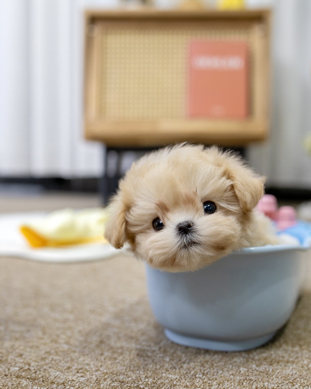 인천강아지분양 멍앤픽 크림색 말티푸 여아가 파란 컵 안에 들어앉아 고개를 빼꼼 내밀고 있는 모습