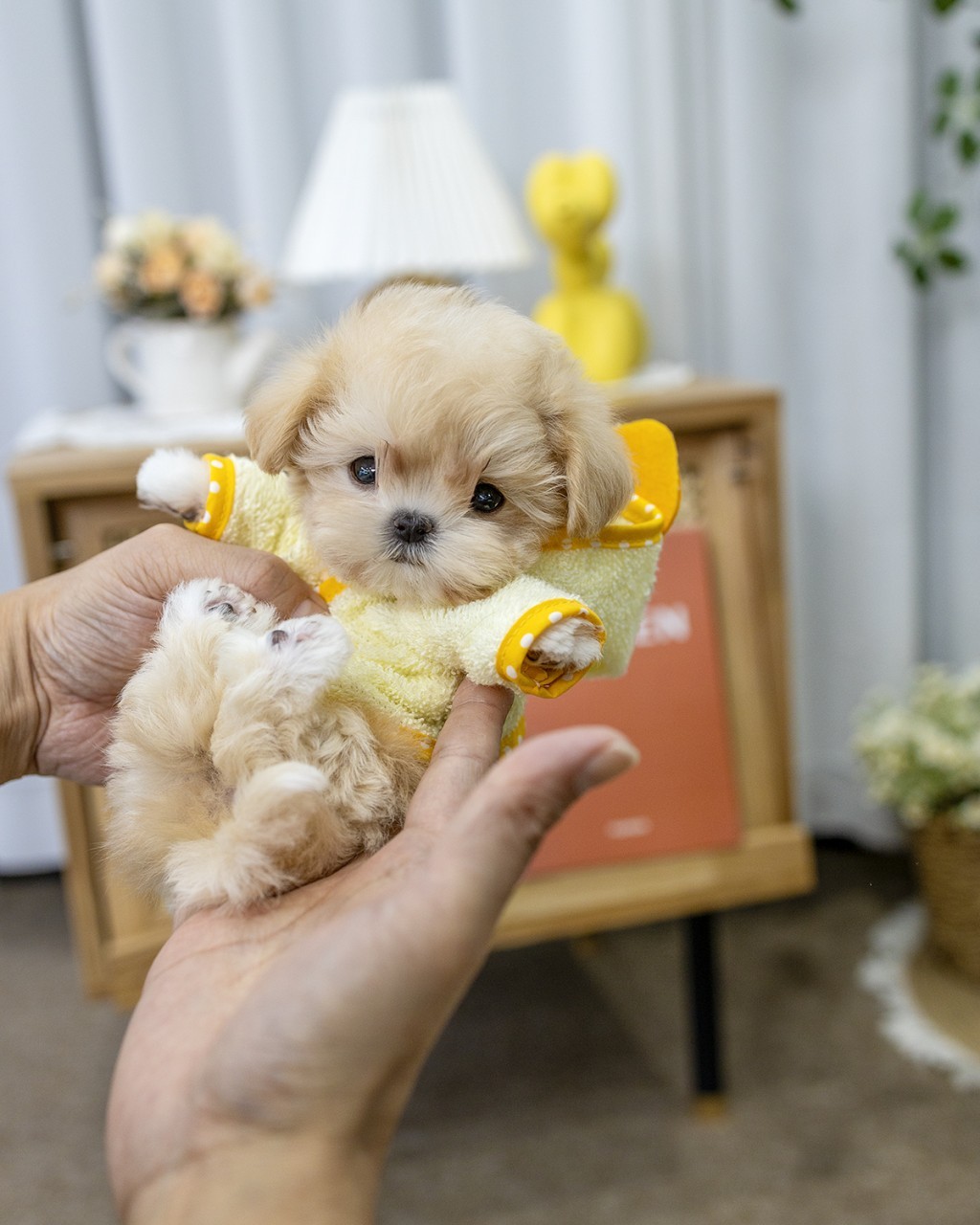멍앤픽 인천강아지분양 노란 옷을 입은 크림 말티푸 여아가 손 위에 안겨 카메라를 바라보는 장면