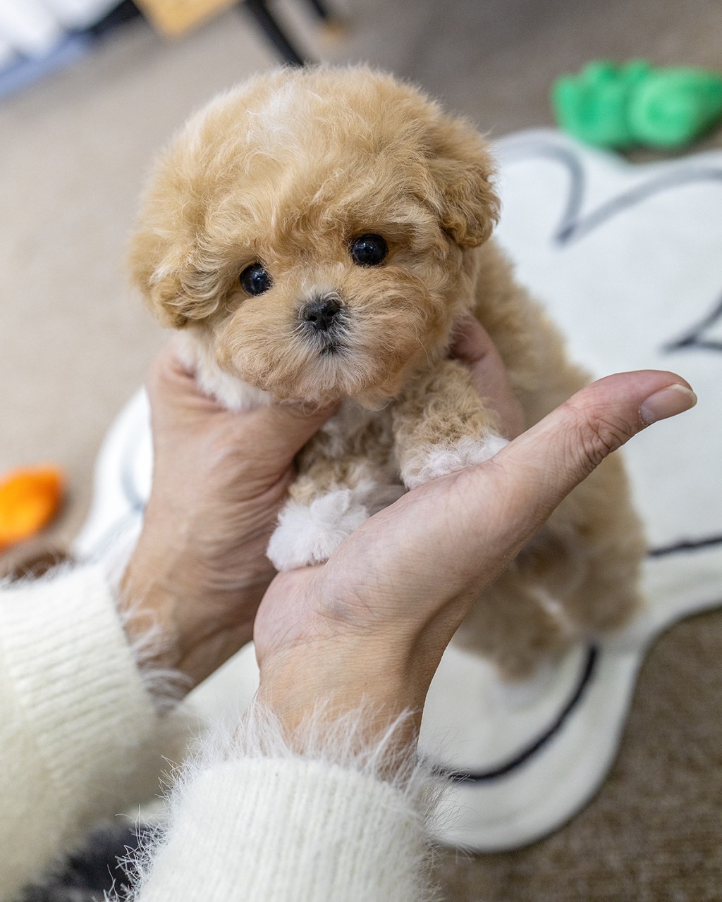 파주강아지분양 멍앤픽 꿀빛 아프리코트 말티푸 여아가 손 위에 앉아 까만 눈동자로 정면을 바라보는 사랑스러운 모습
