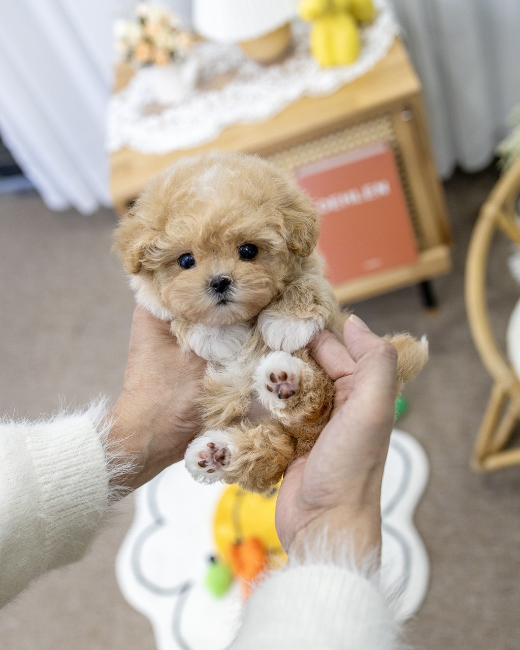 멍앤픽 파주강아지분양 아프리코트 말티푸 여아가 손바닥 위에 누워 분홍빛 발바닥 패드를 보여주는 귀여운 모습