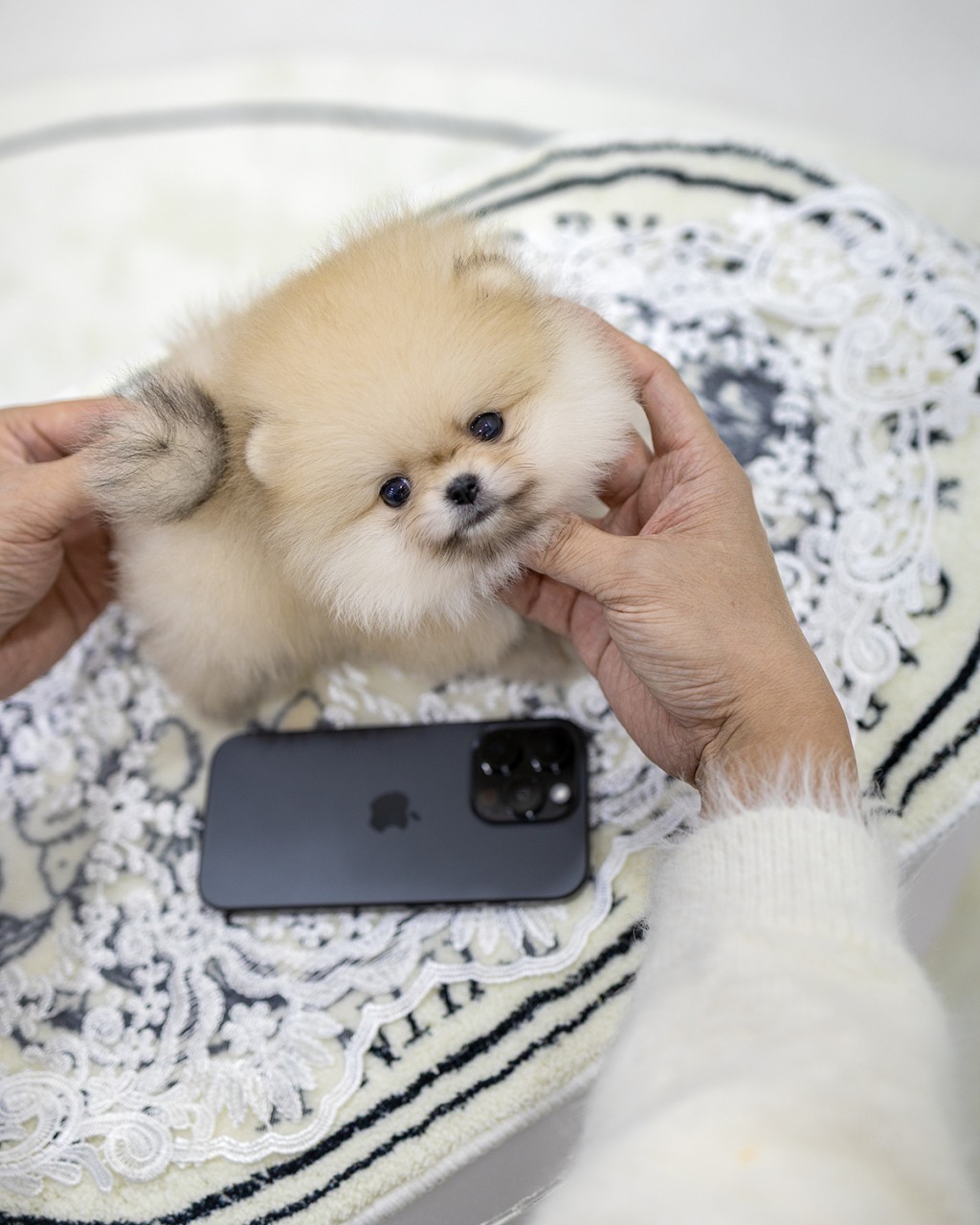 멍앤픽 파주강아지분양 포메라니안 남아 2개월령 휴대폰 크기 비교