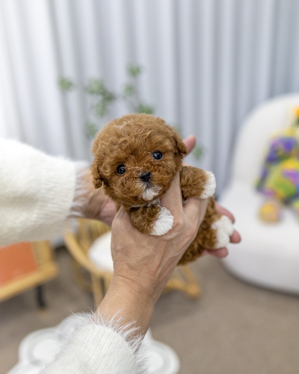 파주강아지분양 멍앤픽 애프리코트 토이푸들 2개월 남아 손에 들린 귀여운 모습