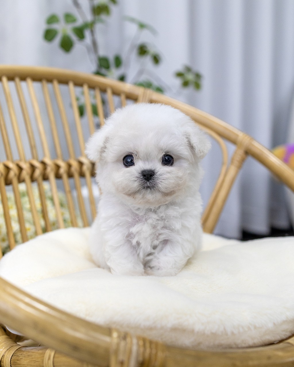 고양시애견분양 멍앤픽 라탄의자 위 순백 미니비숑 아기강아지 여아 정면 얼굴 클로즈업