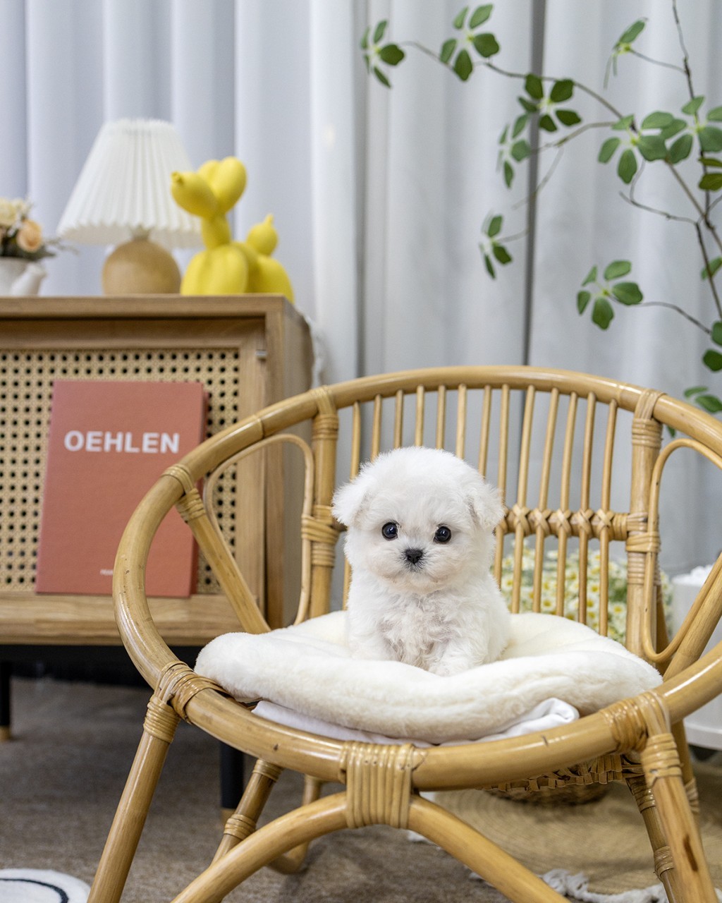 고양시애견분양 멍앤픽 라탄체어에 앉은 하얀털 미니비숑 퍼피 여아 전신샷 인테리어 배경