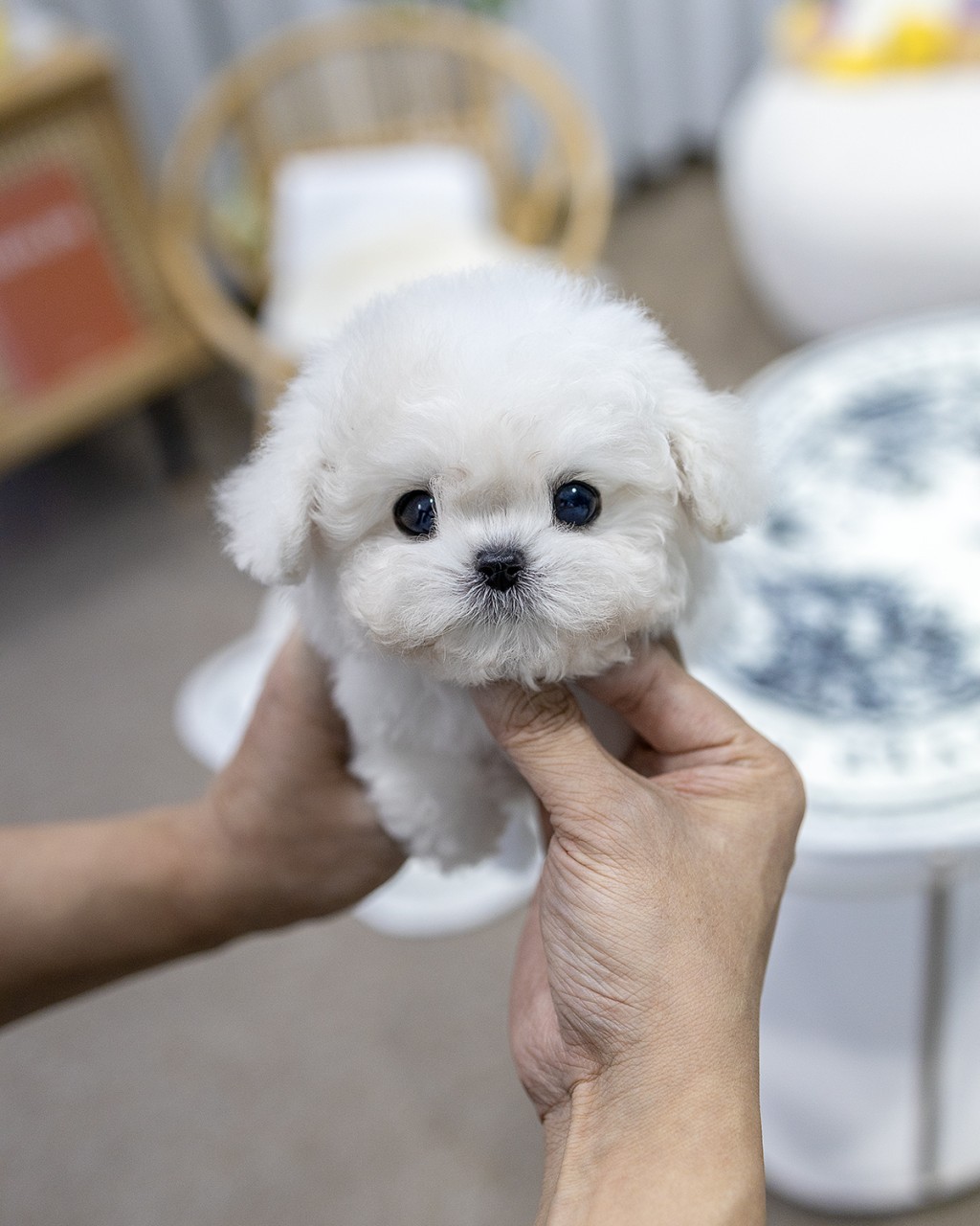손으로 들어올린 미니비숑 여아 정면 클로즈업, 검은 눈망울과 곱슬 흰털이 특징인 아기강아지 - 멍앤픽 분양
