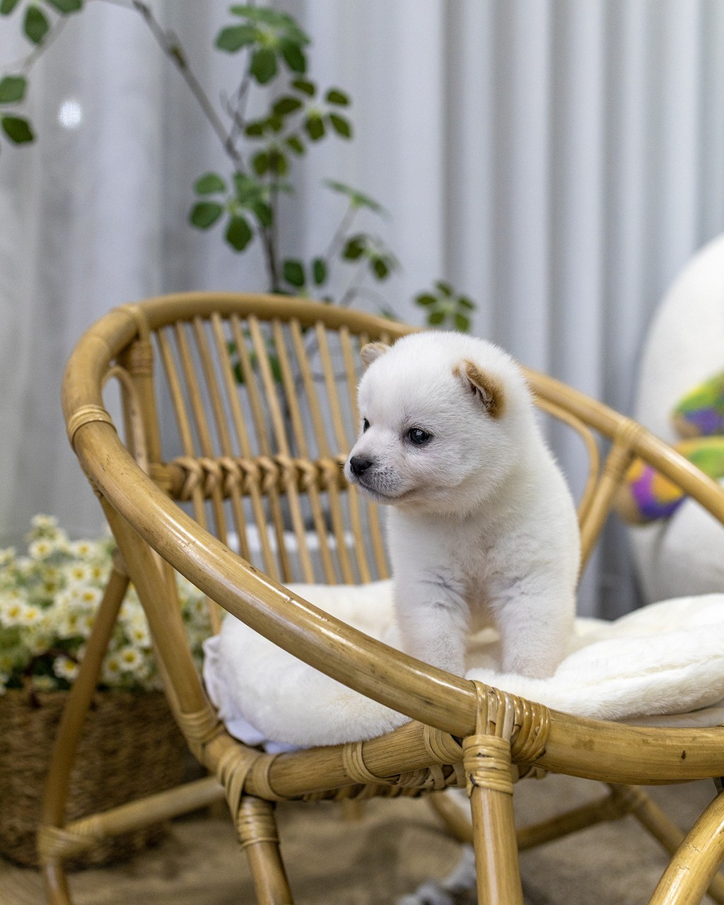 순백 시바견 아기 콩시바 라탄 의자 위 우아한 측면 모습 인천 분양 강아지