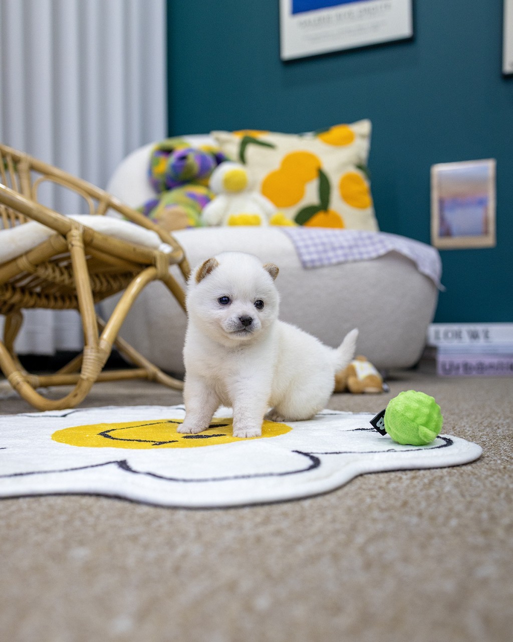 인천강아지분양 2개월 시바견 여아 콩시바 매트 위 장난감과 함께 정면 포즈