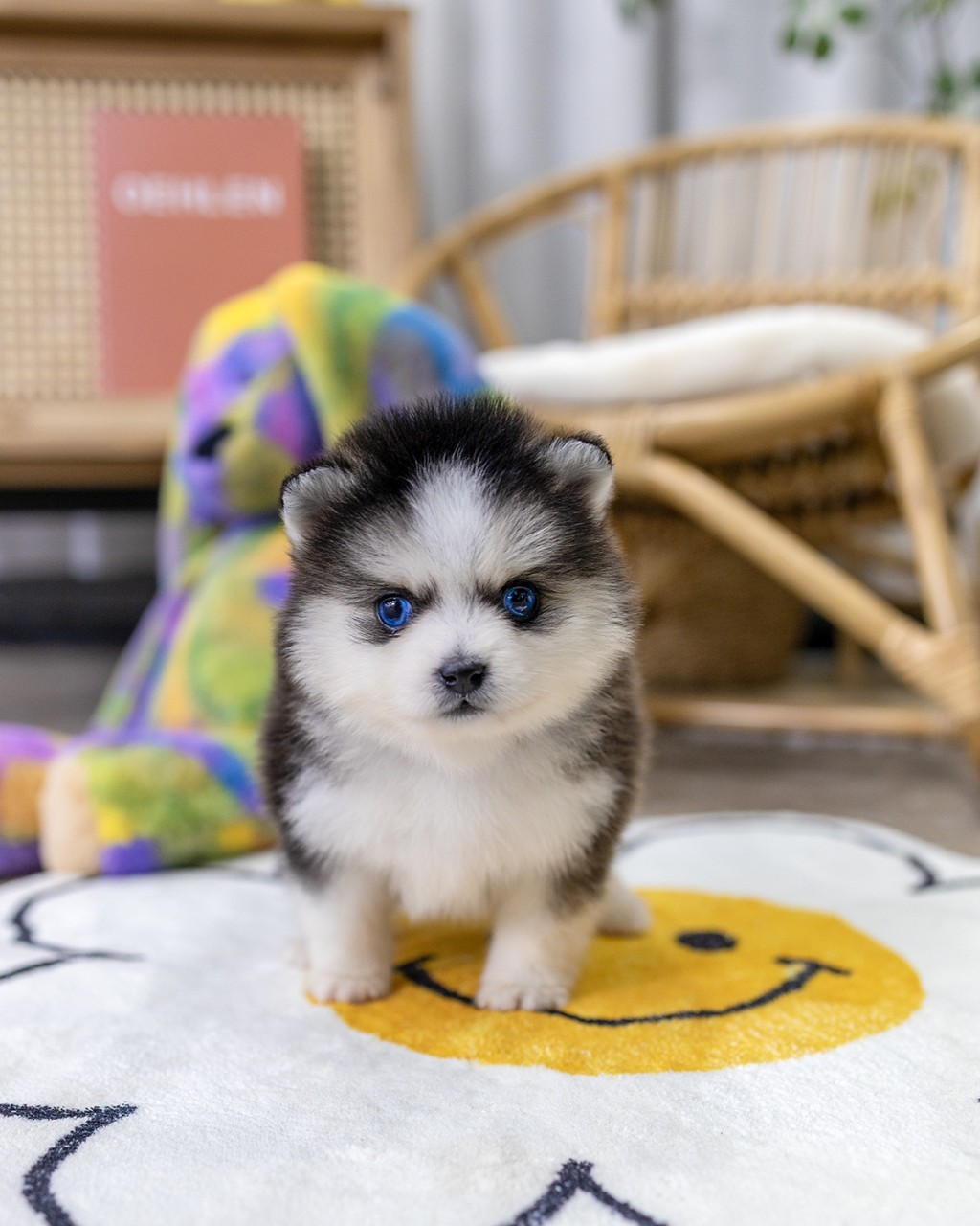 파란 눈을 가진 흑백 폼스키 남아 새끼강아지가 라탄 의자에 앉아 정면을 바라보는 모습 - 멍앤픽 폼스키분양