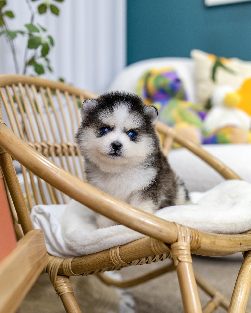 스마일 이모티콘 매트 위에서 포즈를 취한 폼스키 남아 강아지, 허스키 눈빛과 포메라니안 체형을 가진 새끼 - 멍앤픽