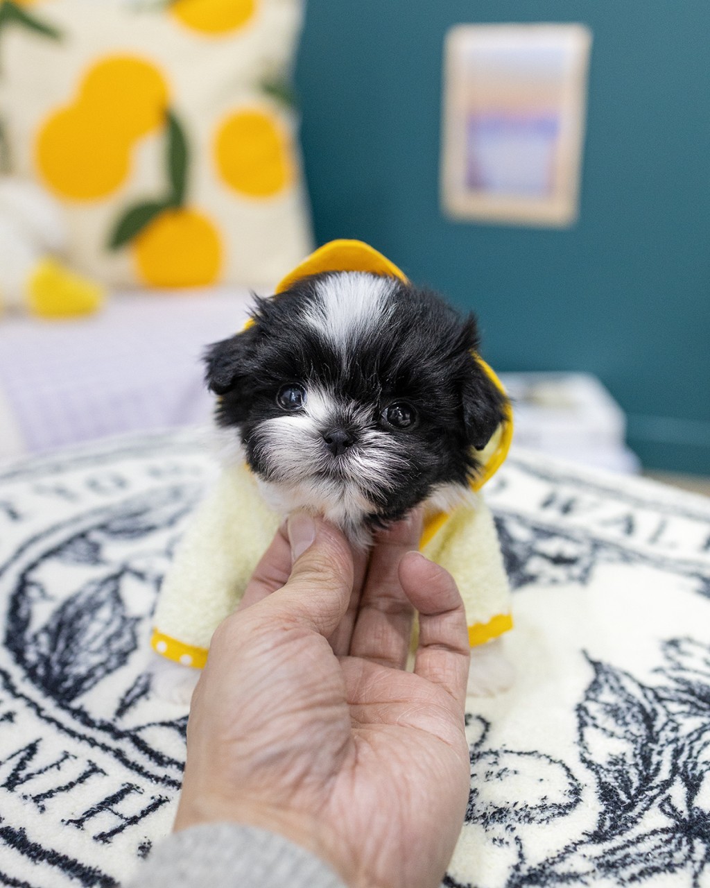 마포강아지분양 멍앤픽 노란옷 입은 흑백털 말티푸 퍼피 여아 귀여운 얼굴 클로즈업