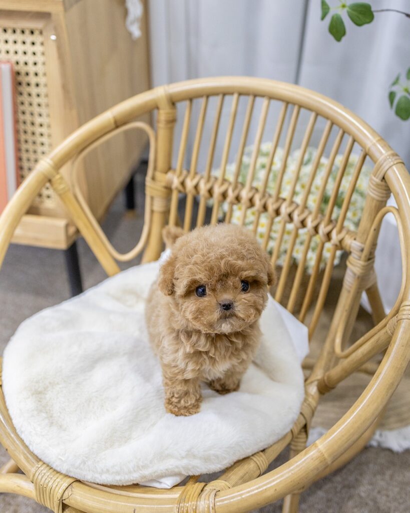 고양시강아지분양 건조한 계절 피부를 관리하는 아이