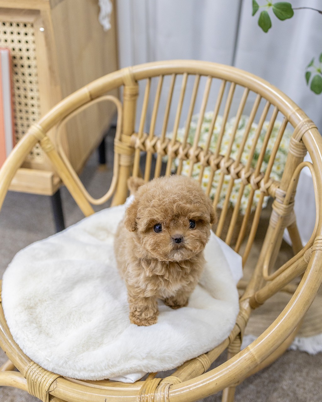 일산애견분양 말티푸 남아 갈색 곱슬털 테디베어 강아지 라탄 의자 위 정면 모습