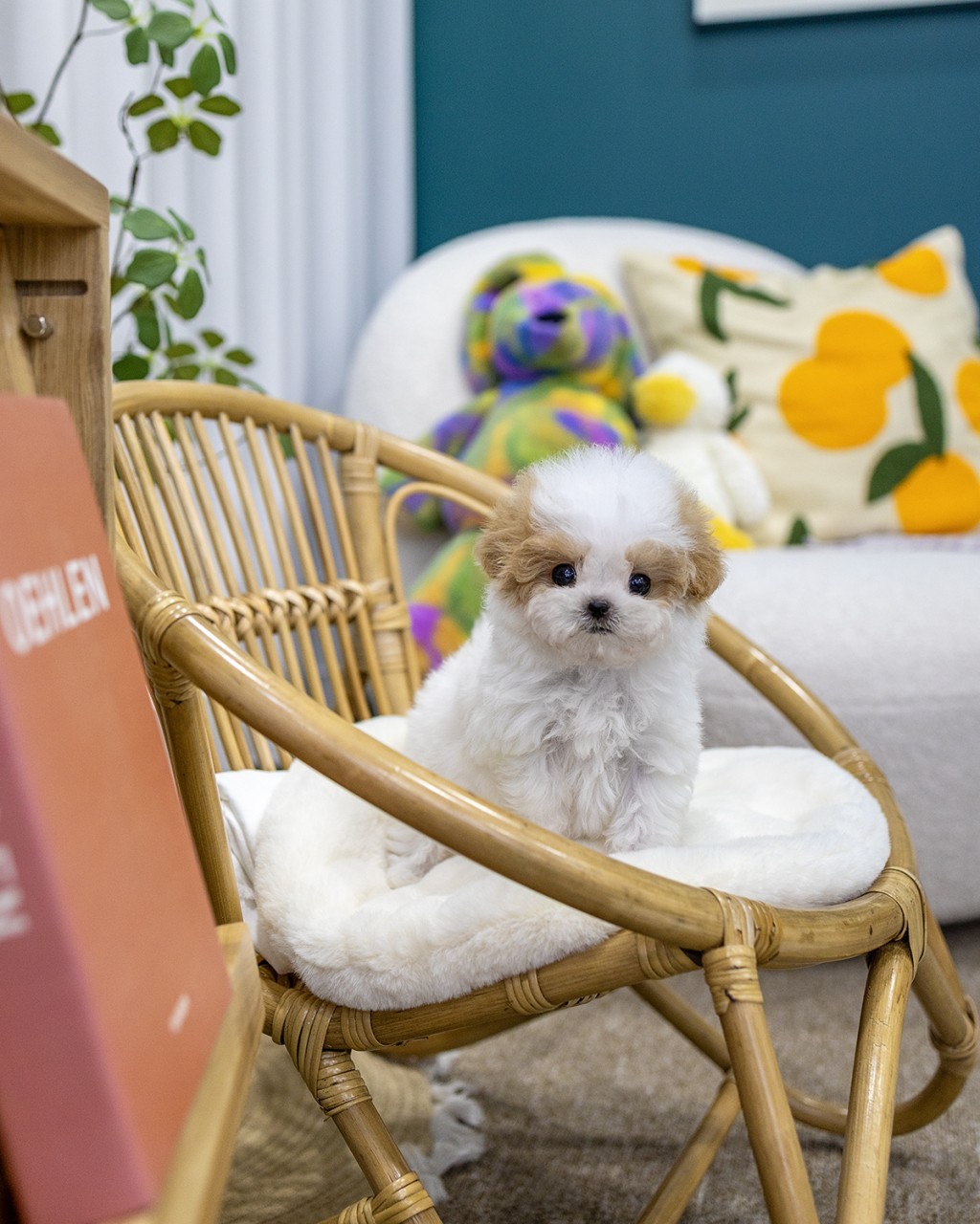 포인트 컬러 파티말티푸 공주 인형 같은 비주얼 용산 프리미엄 분양 멍앤픽 추천