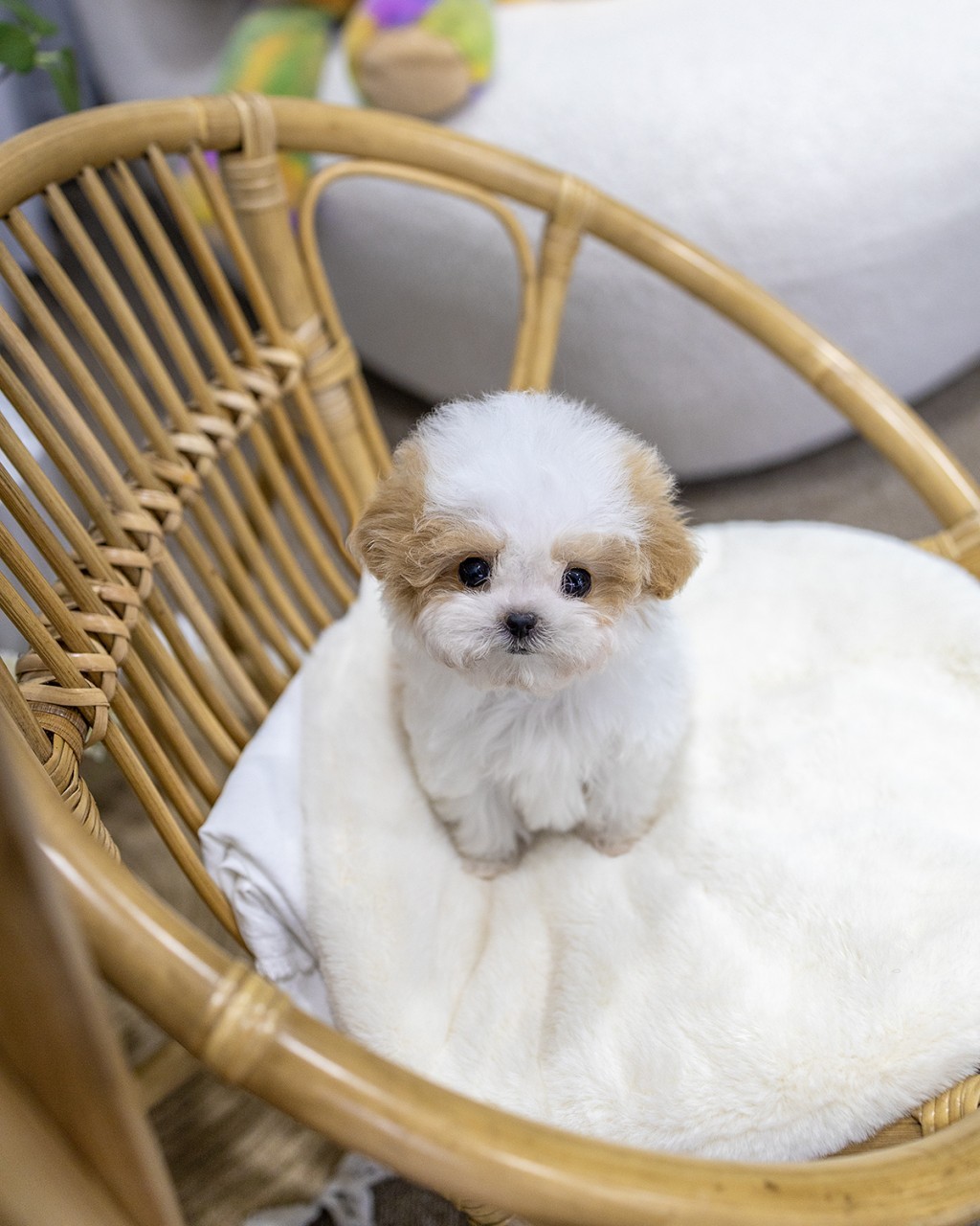 용산강아지분양 파티말티푸 여아 화이트 바디 갈색 귀 포인트 라탄 의자 우아한 자세